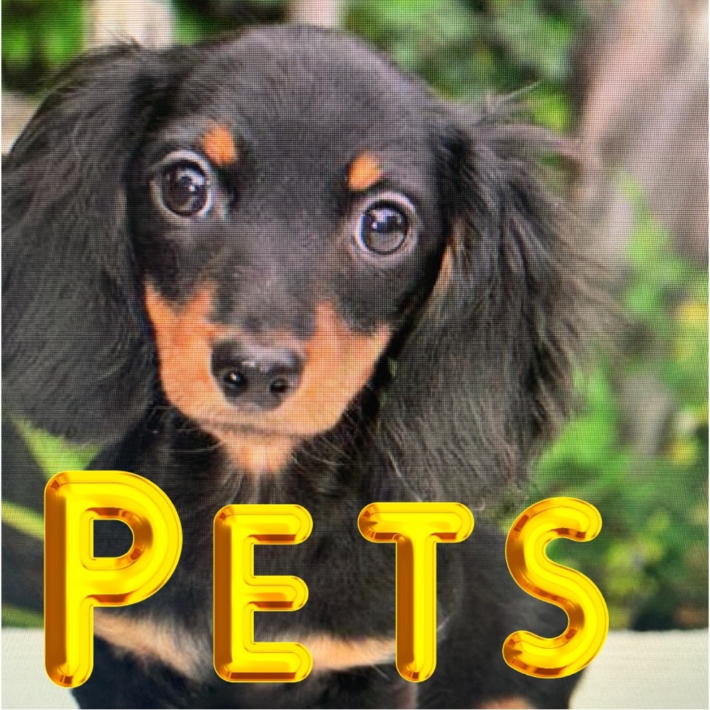 PET RELATED SUPPLIES